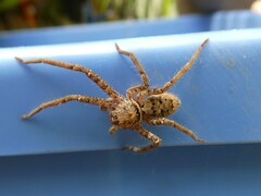 Heteropoda jugulans
