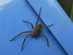 Heteropoda jugulans