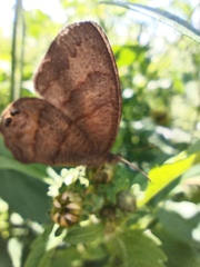 Cyllopsis pephredo