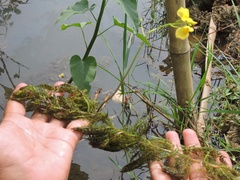 Utricularia aurea