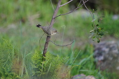 Acanthiza reguloides