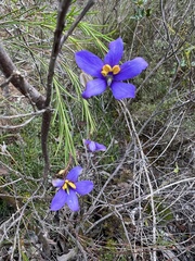 Cheiranthera alternifolia
