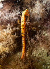 Hippocampus abdominalis