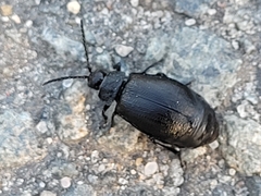 Galeruca tanaceti