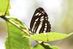 Neptis sappho intermedia