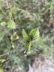 Viburnum