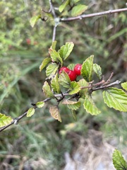 Viburnum