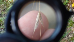 Bromus nottowayanus