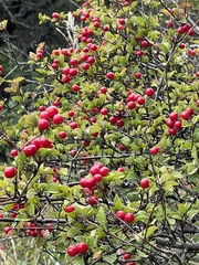 Viburnum