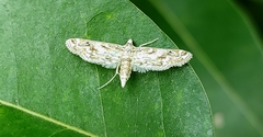 Parapoynx diminutalis