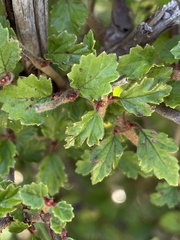 Viburnum