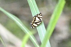 Psychostrophia melanargia