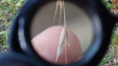 Bromus nottowayanus