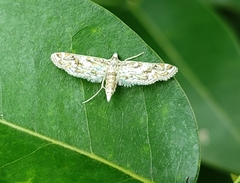 Parapoynx diminutalis