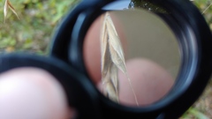 Bromus nottowayanus