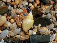 Pardalinops testudinaria