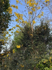 Handroanthus chrysotrichus