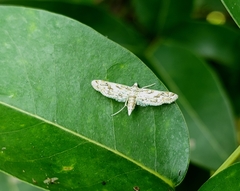 Parapoynx diminutalis