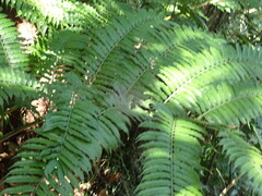 Angiopteris lygodiifolia