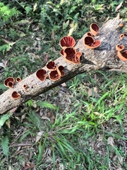 Anthracophyllum archeri