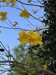 Handroanthus chrysotrichus
