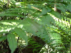 Angiopteris lygodiifolia