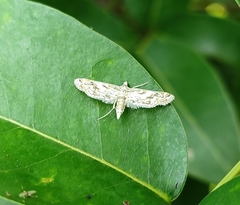 Parapoynx diminutalis
