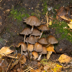 Coprinellus micaceus
