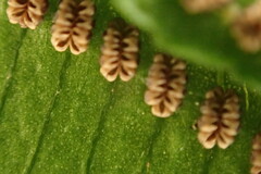Angiopteris lygodiifolia