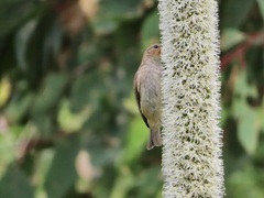 Myzomela sanguinolenta