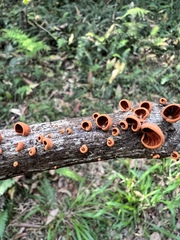 Anthracophyllum archeri