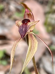 Caladenia tessellata