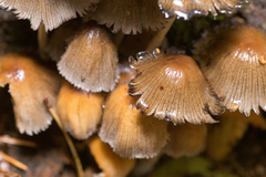 Coprinellus micaceus