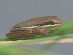 Litoria olongburensis