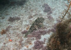 Chironemus marmoratus