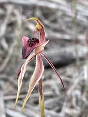 Caladenia tessellata