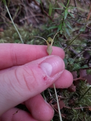 Pterostylis brumalis