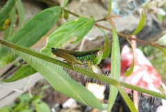 Caryanda spuria