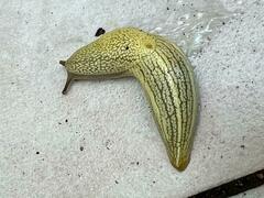 Elisolimax flavescens