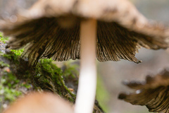 Coprinellus micaceus