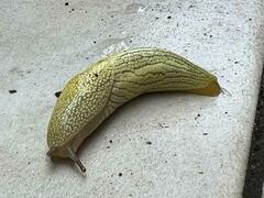 Elisolimax flavescens