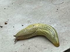 Elisolimax flavescens