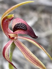 Caladenia tessellata