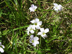 Oxalis incarnata