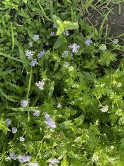 Conoclinium dissectum