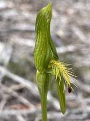 Pterostylis tasmanica