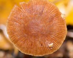 Tubaria furfuracea