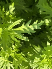 Conoclinium dissectum