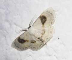 Problepsis delphiaria