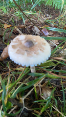Lepiota rubrotinctoides